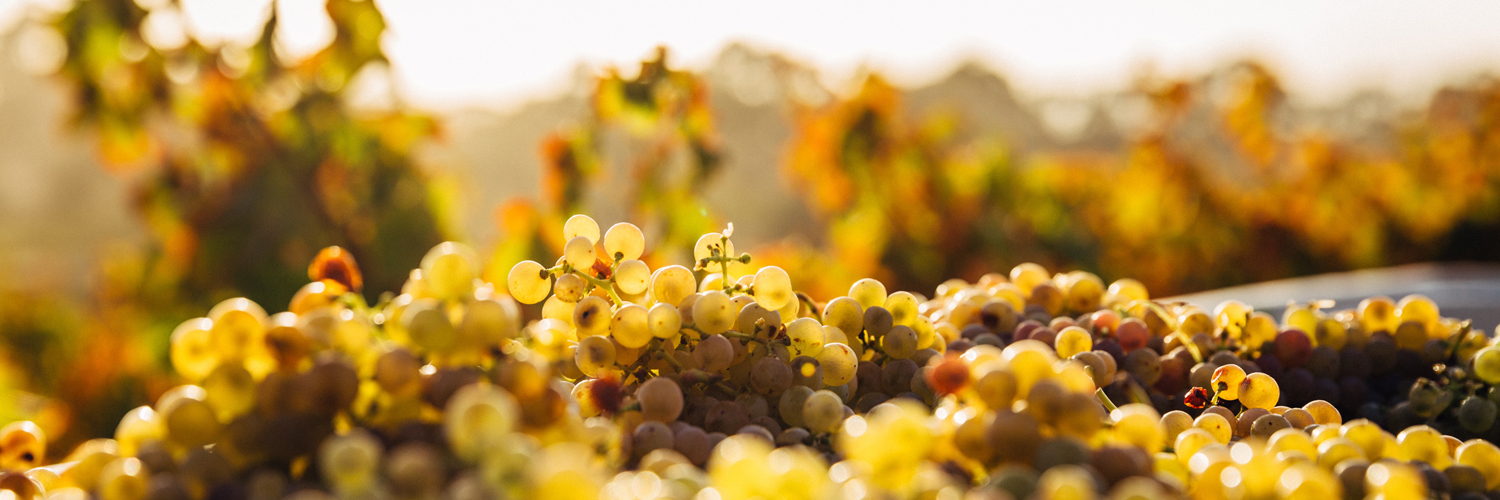 Calories bière et vin : qui en contient le plus ?