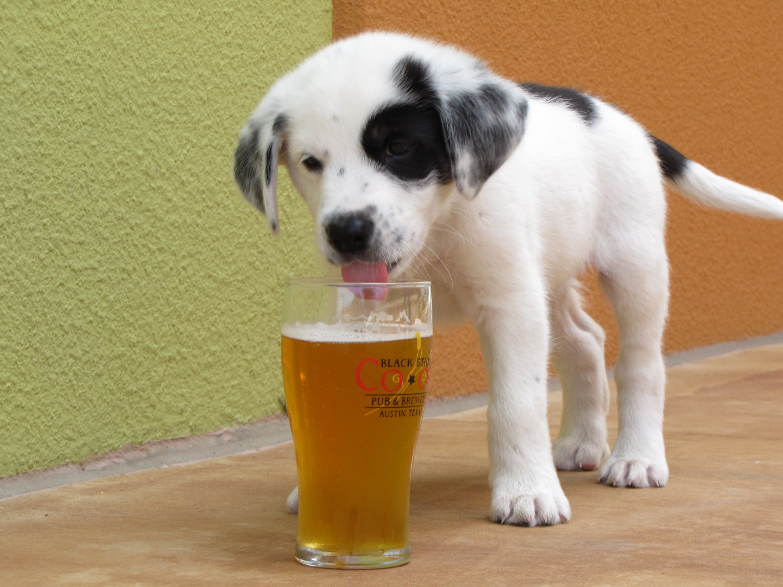 Voici la Dog Brew, une bière pour chiens sans alcool