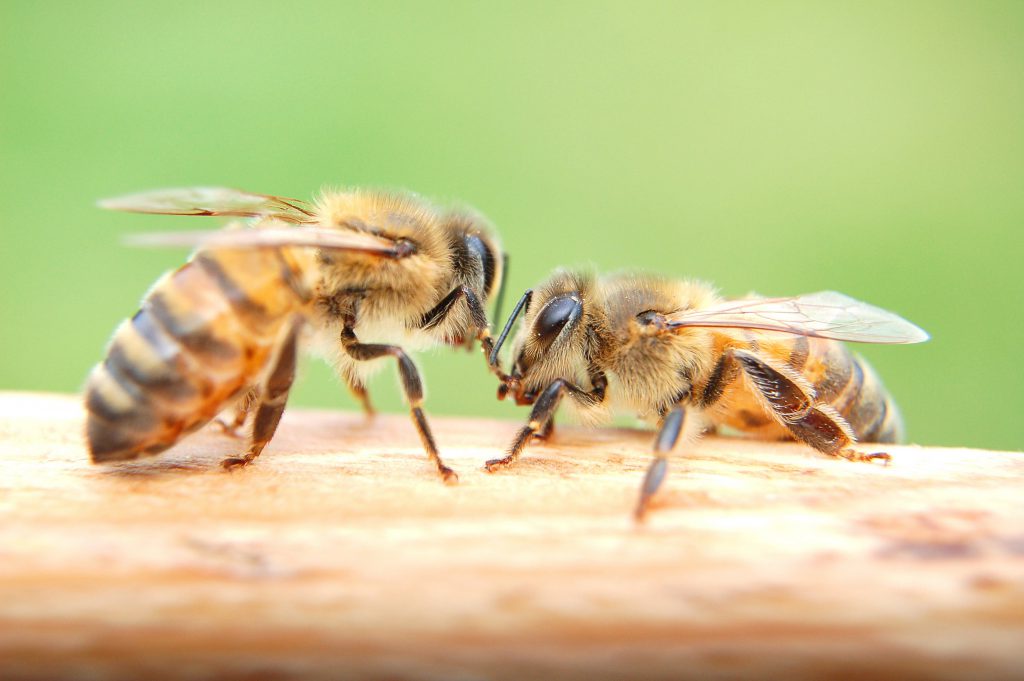 abeilles ruche houblon