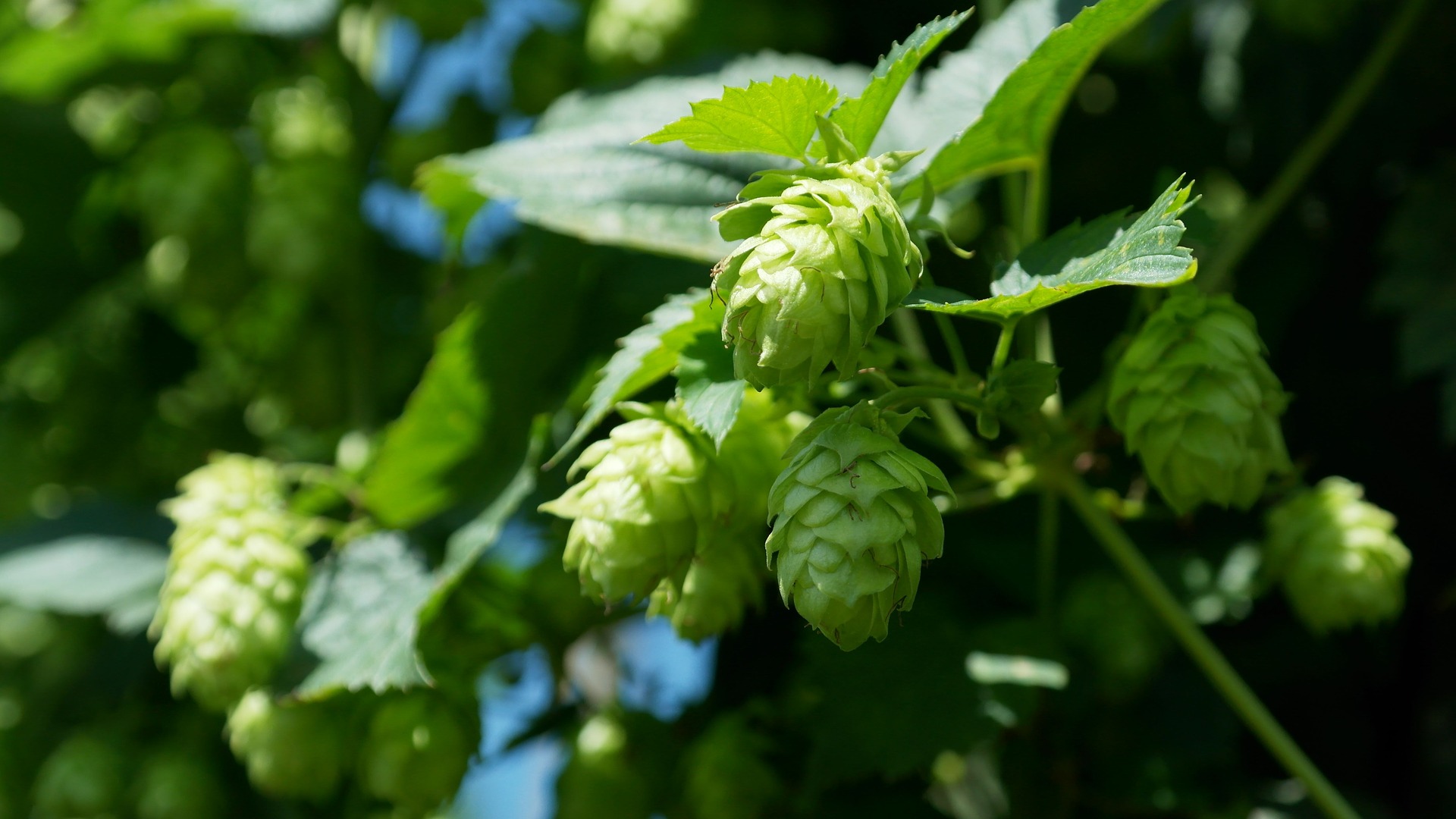 Le houblon : tout ce que vous avez toujours voulu savoir