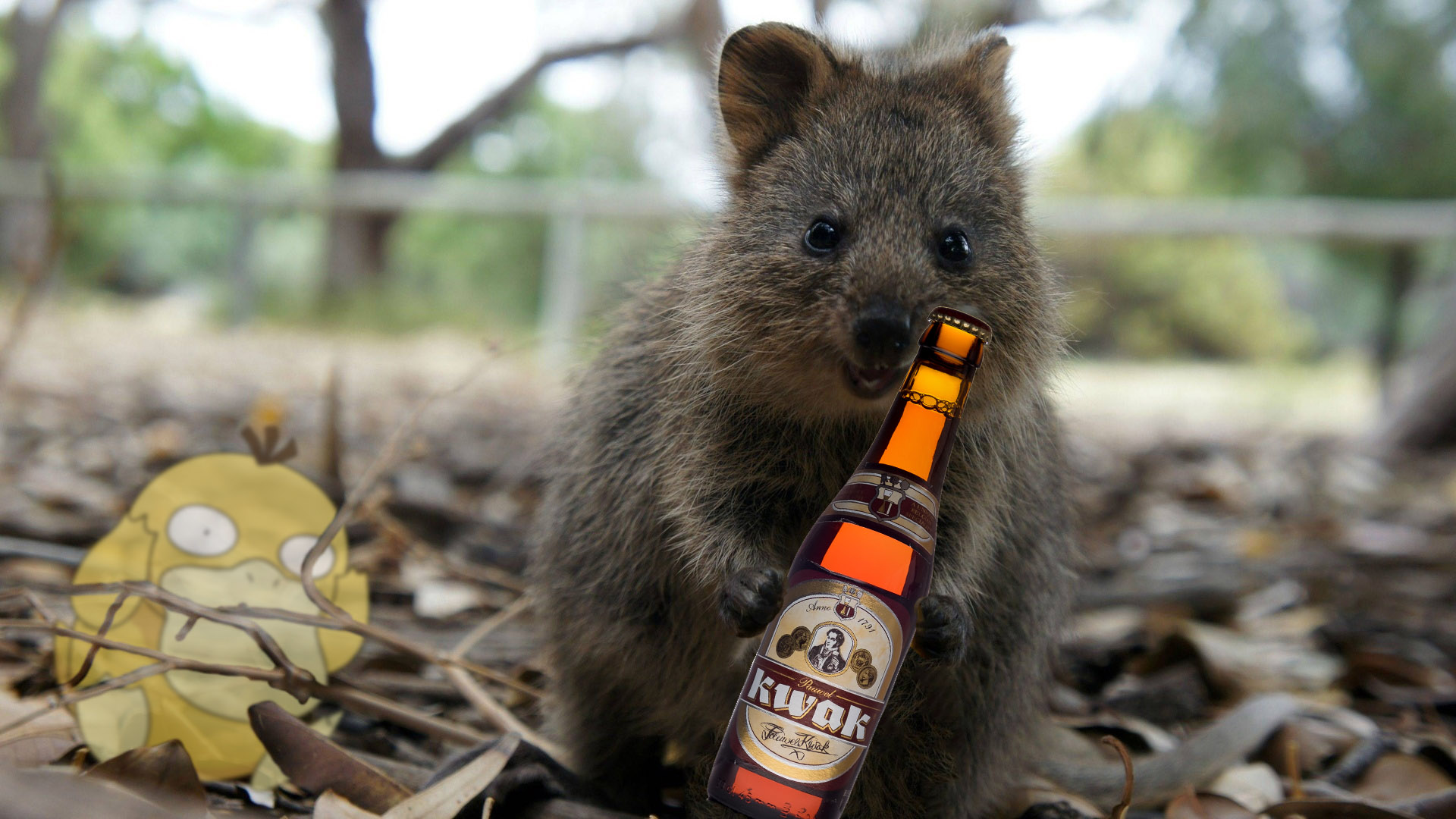 Kwak bière du cocher, quokkas coquins
