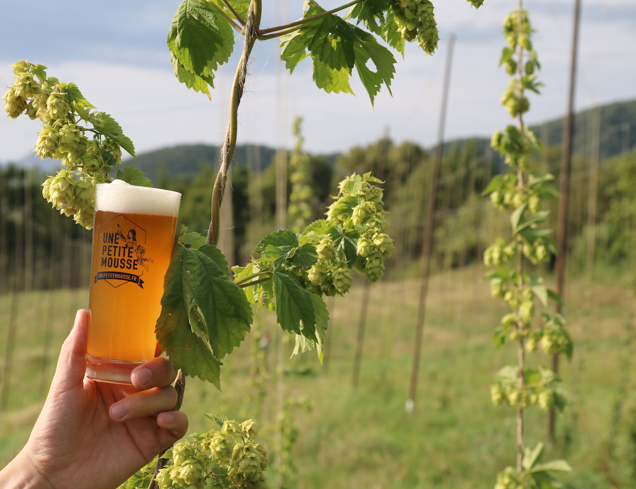 Découvrez Les Secrets Du Houblon, Or Vert De La Bière