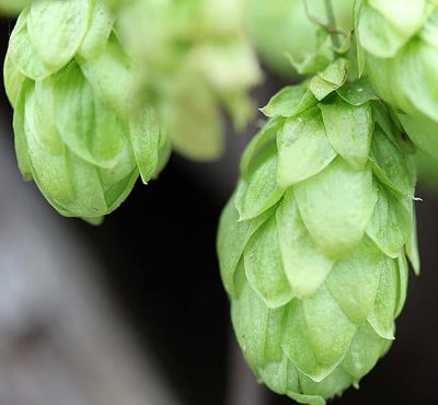 Quand l’agriculture biologique fait les yeux doux à la bière