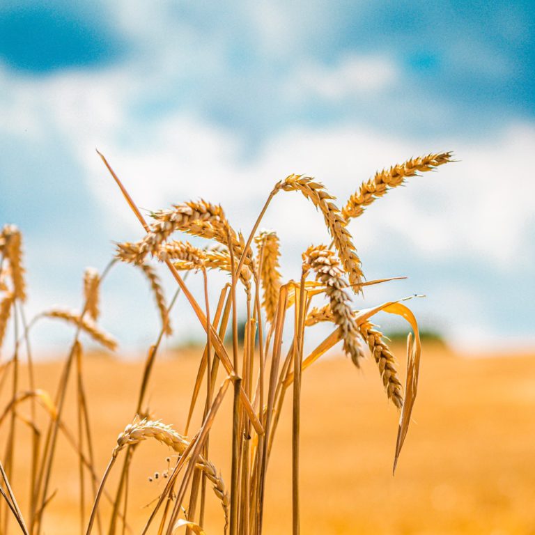 hausse du prix du blé en ukraine